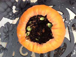 pumpkinsprouts 